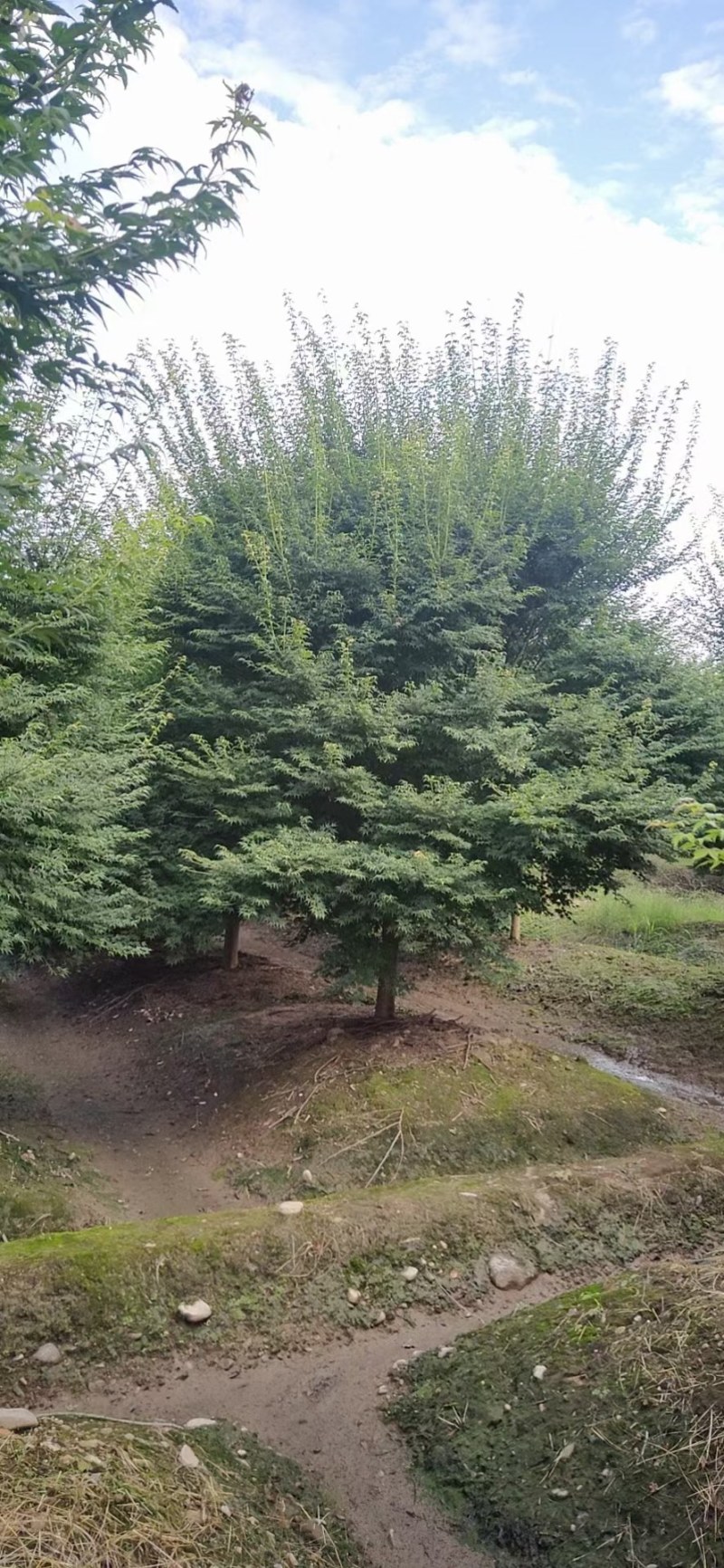 鸡爪槭小叶鸡爪槭苗1/20公分鸡爪槭小苗工程苗苗圃直发