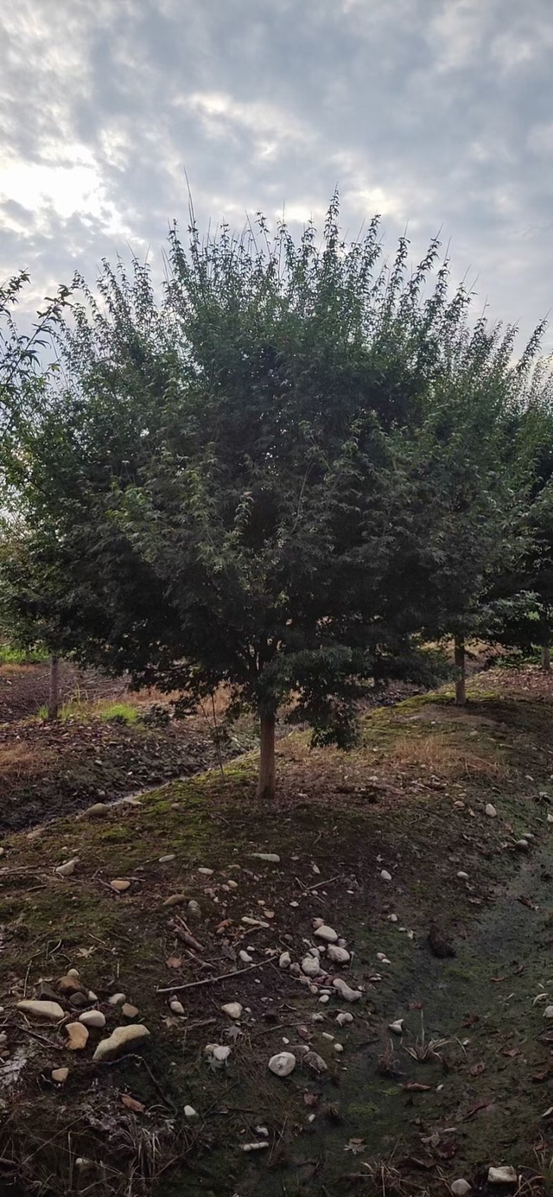 鸡爪槭小叶鸡爪槭苗1/20公分鸡爪槭小苗工程苗苗圃直发