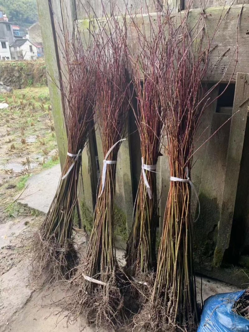 鸡爪槭小叶鸡爪槭苗1/20公分鸡爪槭小苗工程苗苗圃直发