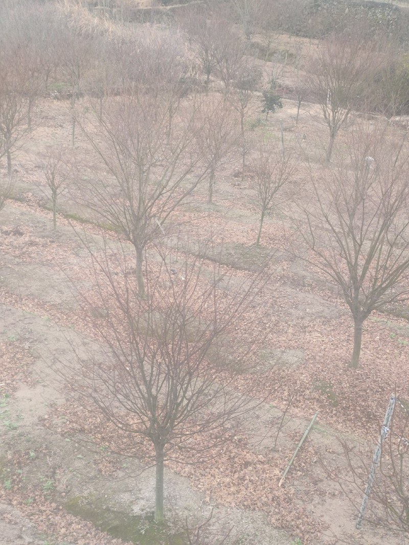 鸡爪槭小叶鸡爪槭苗1/20公分鸡爪槭小苗工程苗苗圃直发