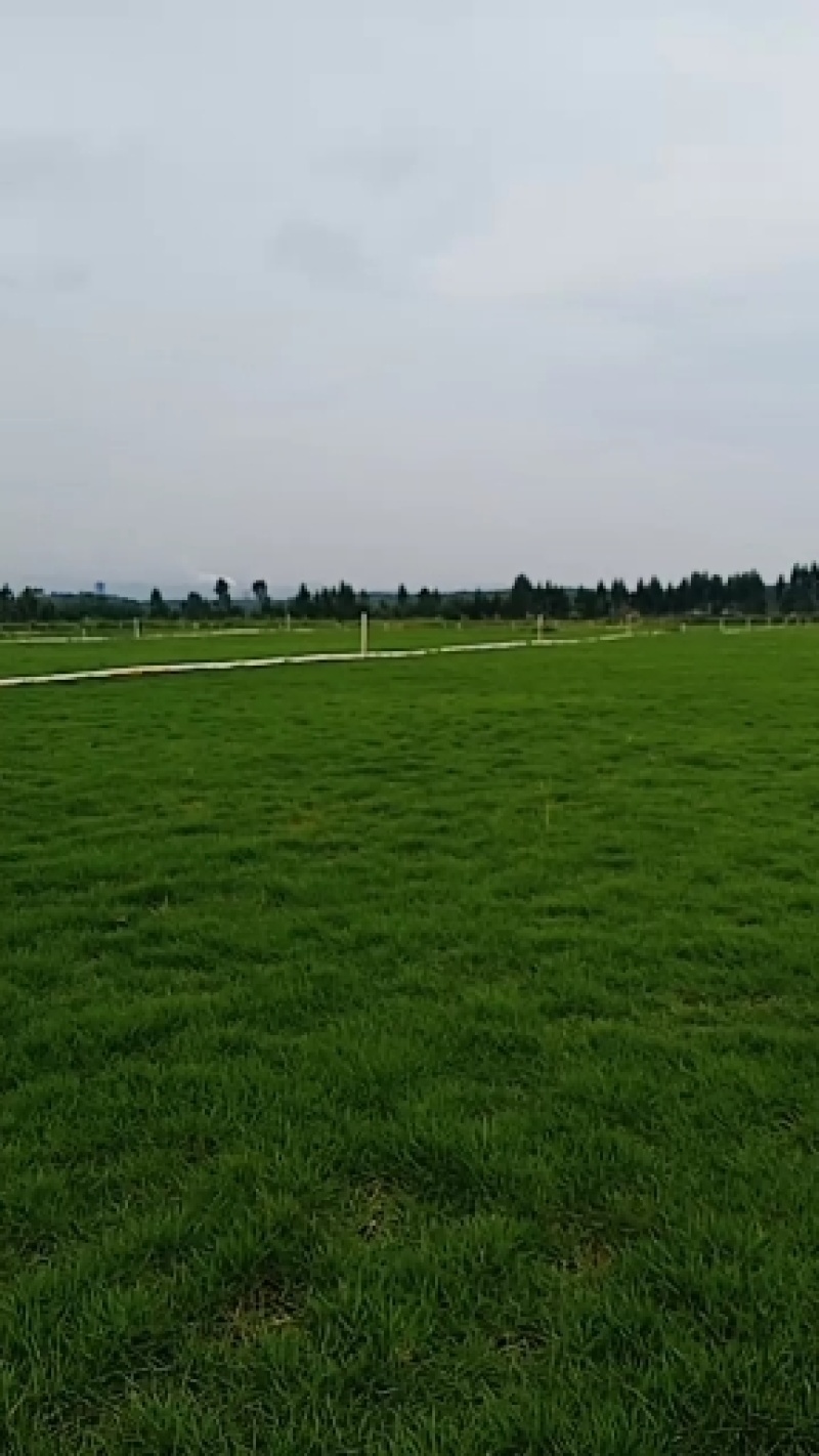广东江门大叶油草皮，量大从优，产地直销，价格实惠，