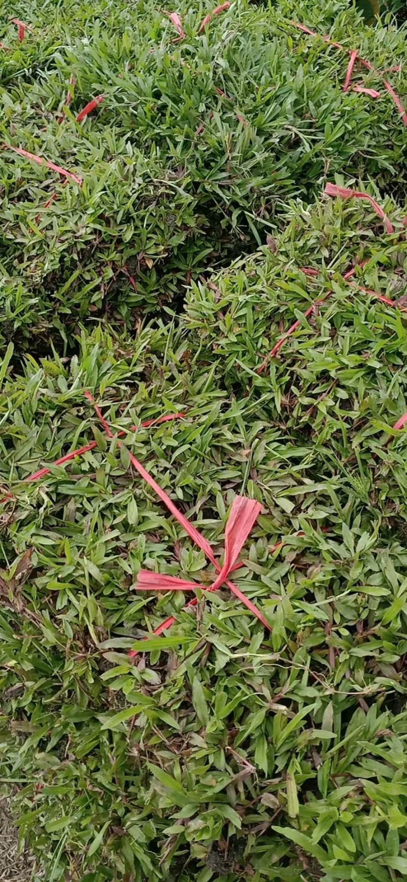 广东江门大叶油草皮，量大从优，产地直销，价格实惠，