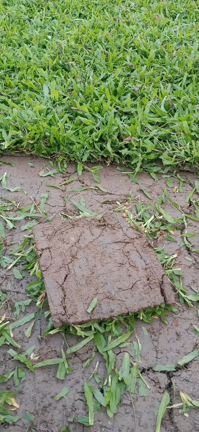 广东江门大叶油草皮，量大从优，产地直销，价格实惠，