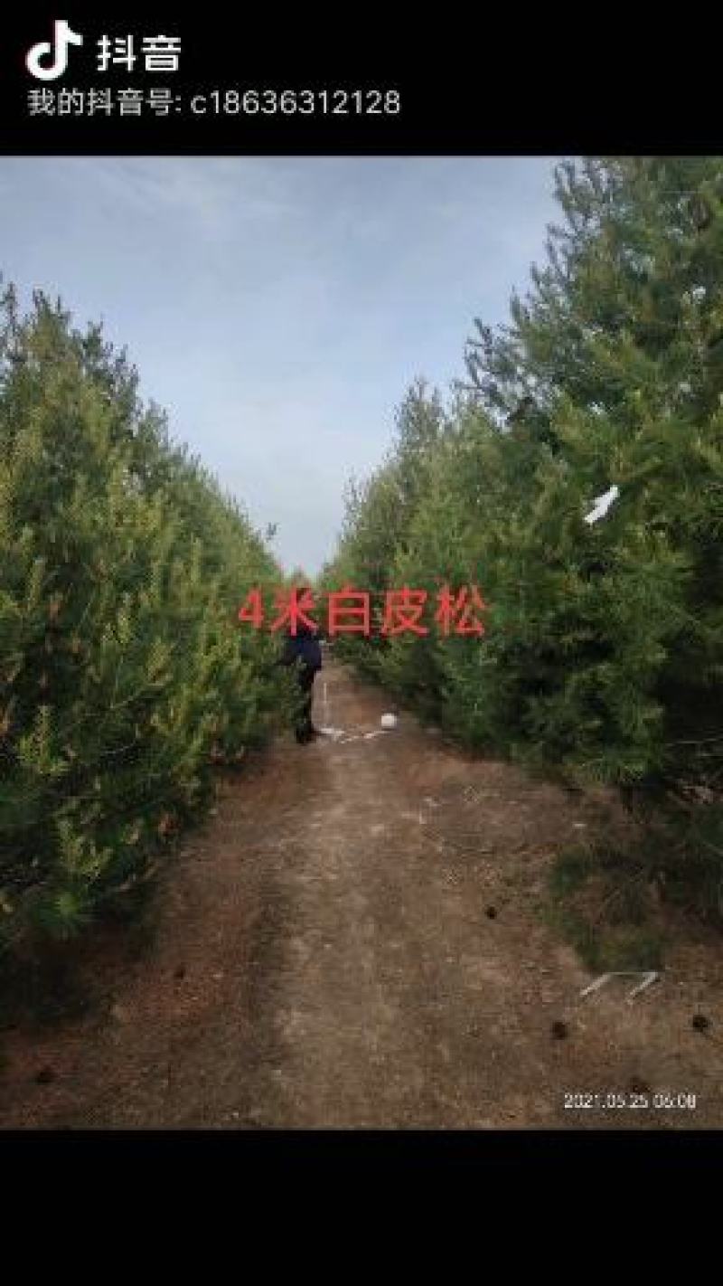 白皮松优质白皮松