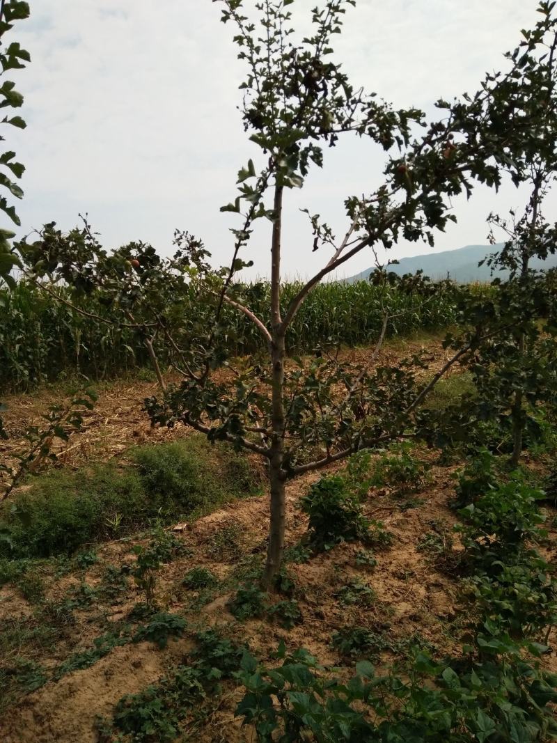 山楂树