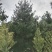 华山松1到5米量大
