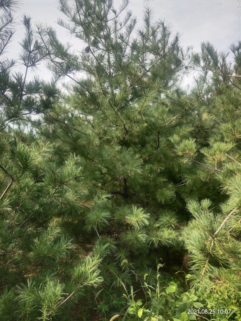 华山松1到5米量大