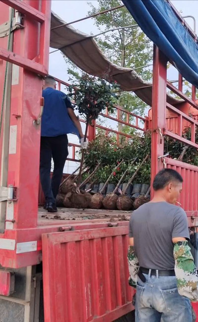 绿之洲不同规格树状月季今年价格及日常养护