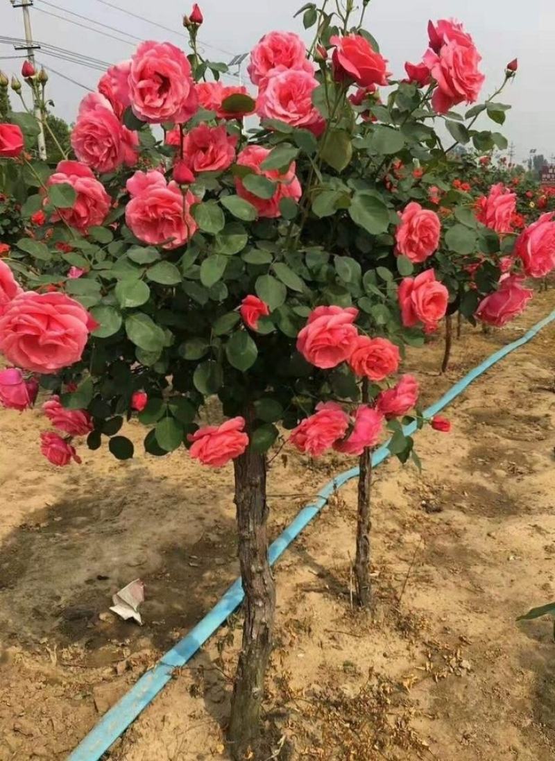 绿之洲不同规格树状月季今年价格及日常养护