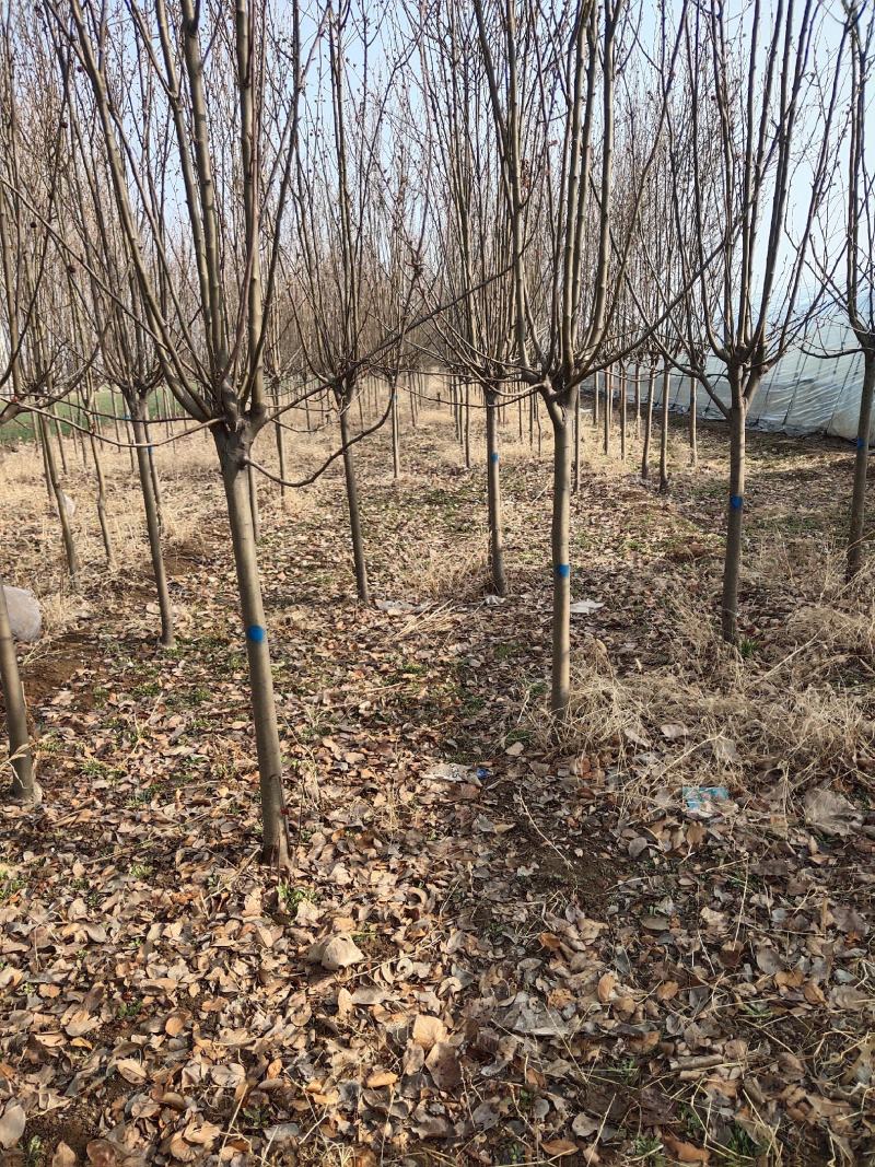 西府海棠3到12公分量大