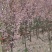 西府海棠3到12公分量大