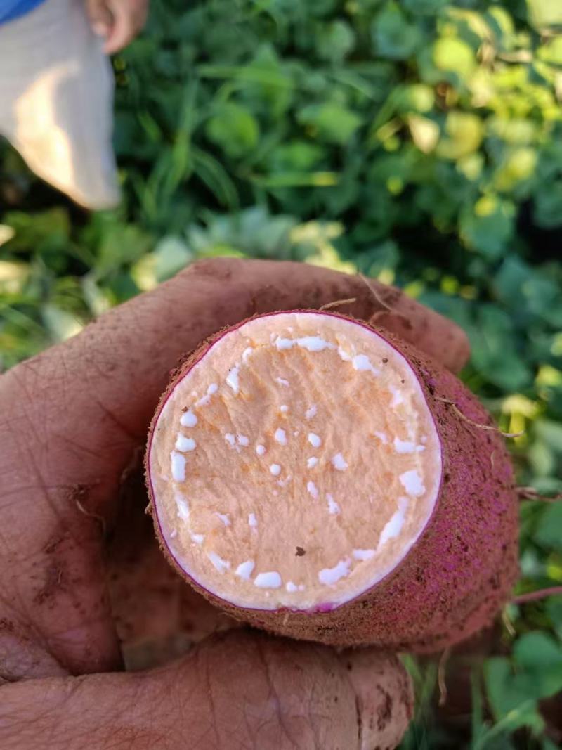 建水红薯基地直发，西瓜红，蜜薯，量大从优，价格美丽。