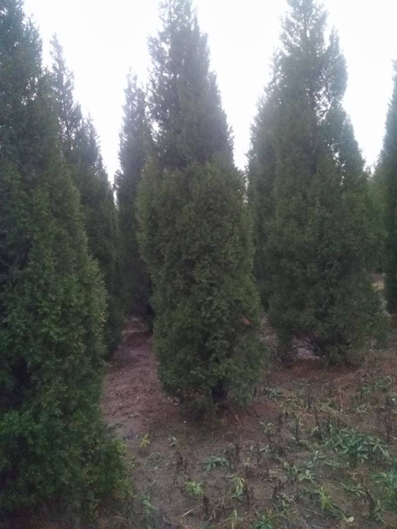 蜀桧河南桧1米到5米蜀桧各种占地蜀桧