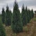 蜀桧河南桧1米到5米蜀桧各种占地蜀桧