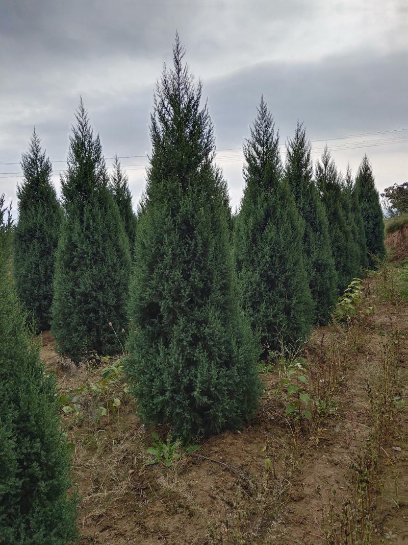 蜀桧河南桧1米到5米蜀桧各种占地蜀桧