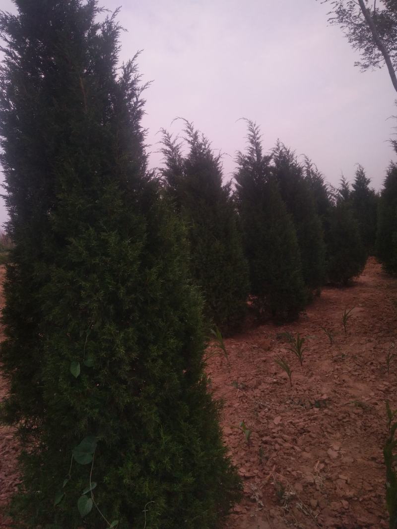 蜀桧河南桧1米到5米蜀桧各种占地蜀桧