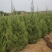蜀桧河南桧1米到5米蜀桧各种占地蜀桧