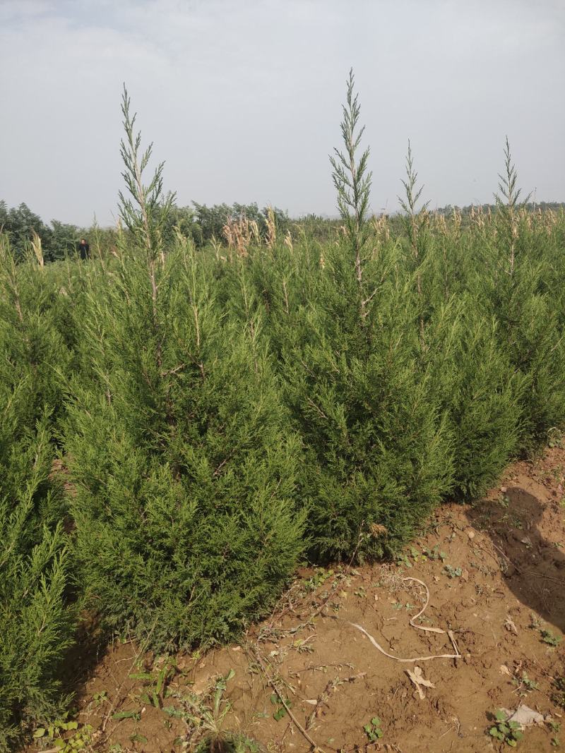 蜀桧河南桧1米到5米蜀桧各种占地蜀桧