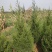 蜀桧河南桧1米到5米蜀桧各种占地蜀桧