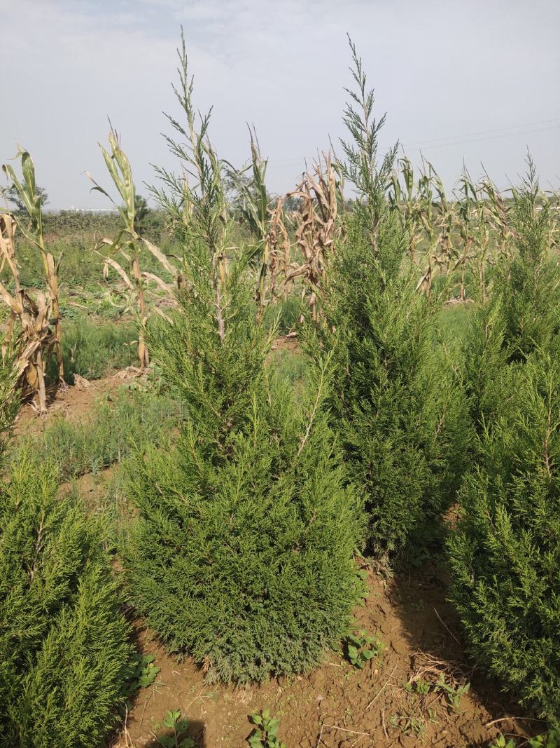 蜀桧河南桧1米到5米蜀桧各种占地蜀桧