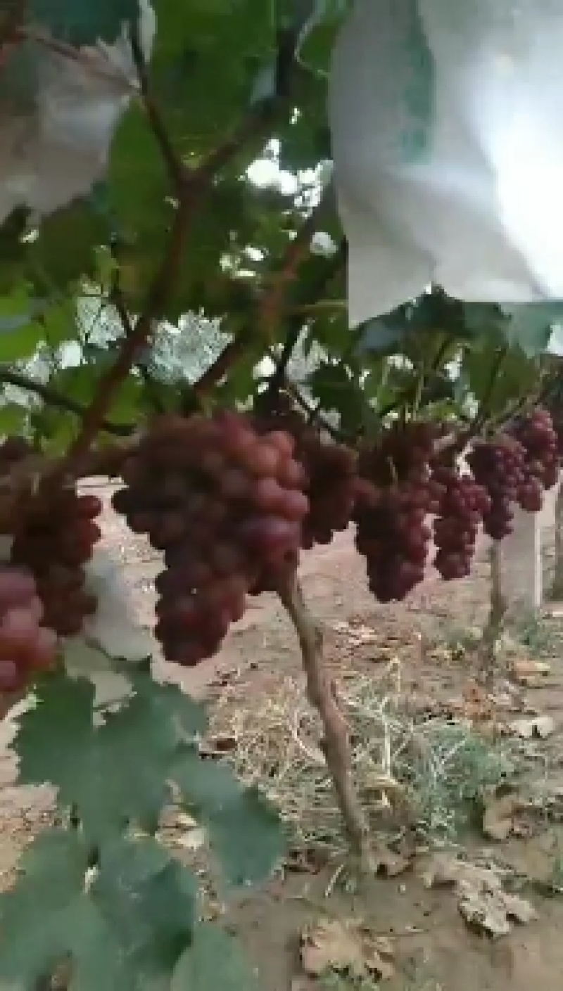 陆地巨峰葡萄大量上市，口感纯甜