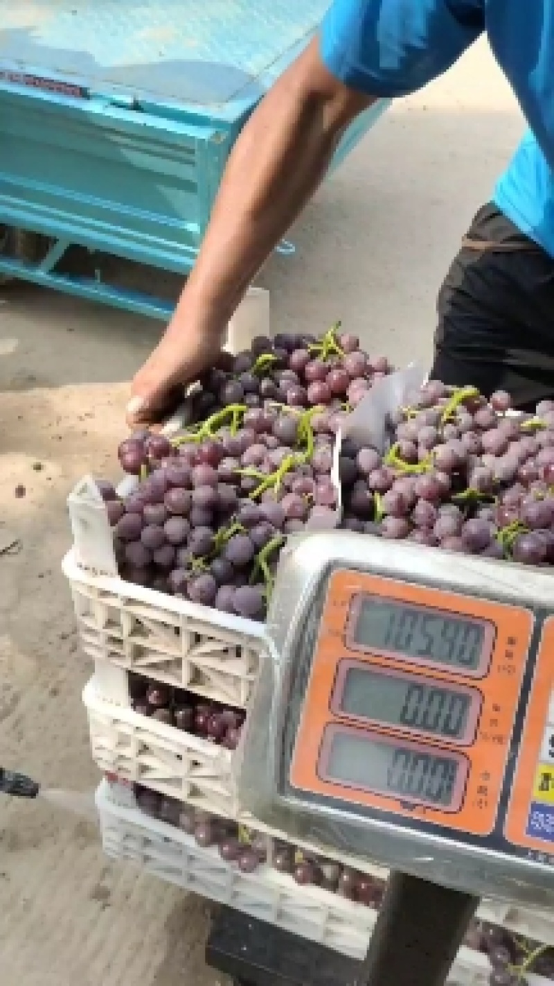 陆地巨峰葡萄大量上市，口感纯甜