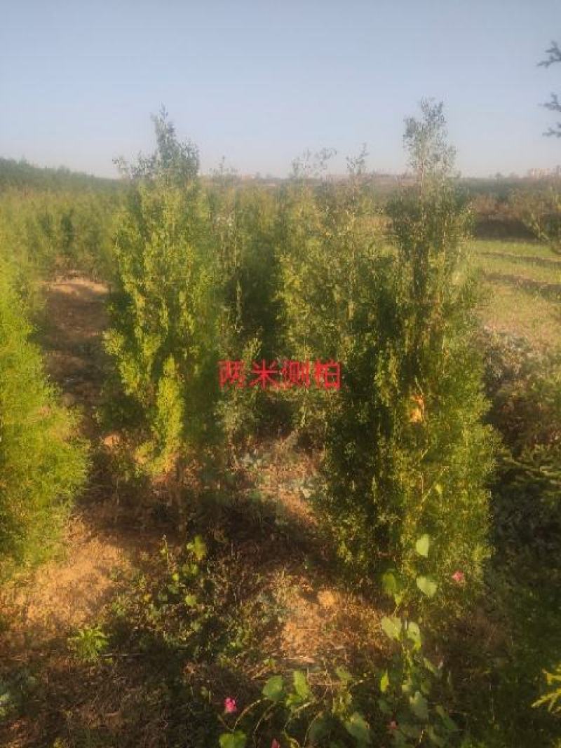侧柏杯苗侧柏1到5米的量大各种占地侧柏