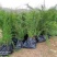 侧柏杯苗侧柏1到5米的量大各种占地侧柏
