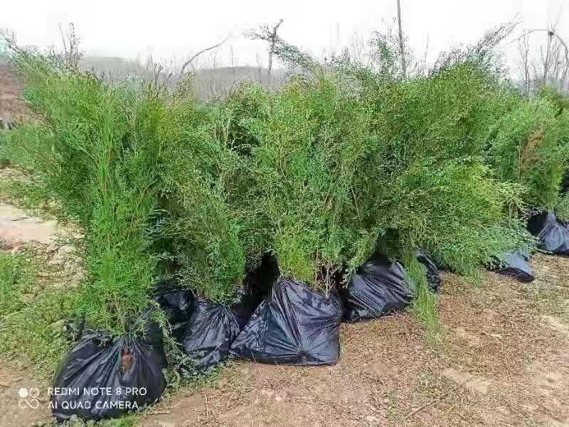 侧柏杯苗侧柏1到5米的量大各种占地侧柏