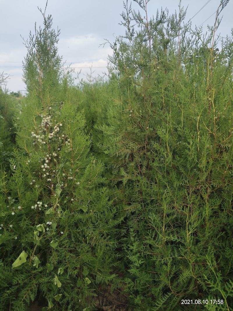 侧柏杯苗侧柏1到5米的量大各种占地侧柏
