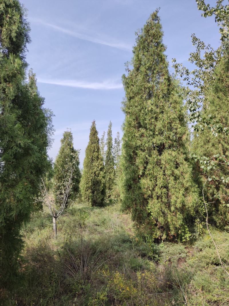 侧柏杯苗侧柏1到5米的量大各种占地侧柏