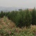 侧柏杯苗侧柏1到5米的量大各种占地侧柏