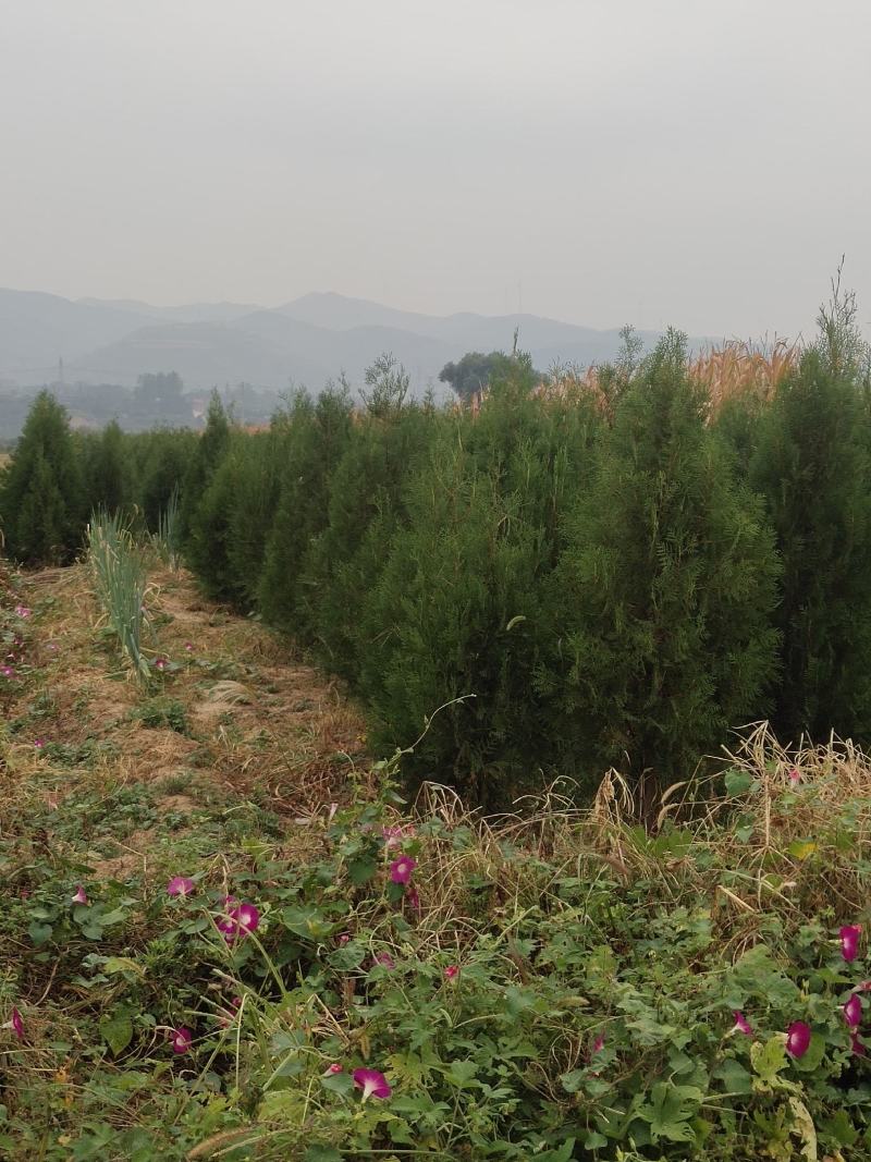 侧柏杯苗侧柏1到5米的量大各种占地侧柏