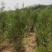 侧柏杯苗侧柏1到5米的量大各种占地侧柏