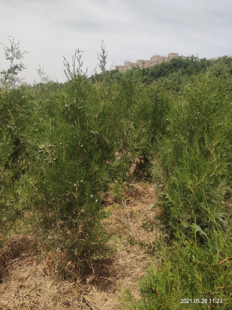 侧柏杯苗侧柏1到5米的量大各种占地侧柏