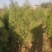 侧柏杯苗侧柏1到5米的量大各种占地侧柏