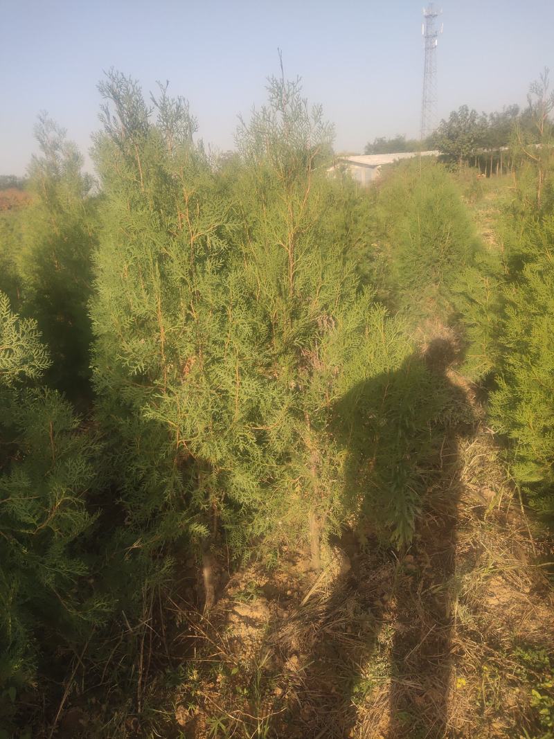 侧柏杯苗侧柏1到5米的量大各种占地侧柏