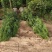 侧柏杯苗侧柏1到5米的量大各种占地侧柏