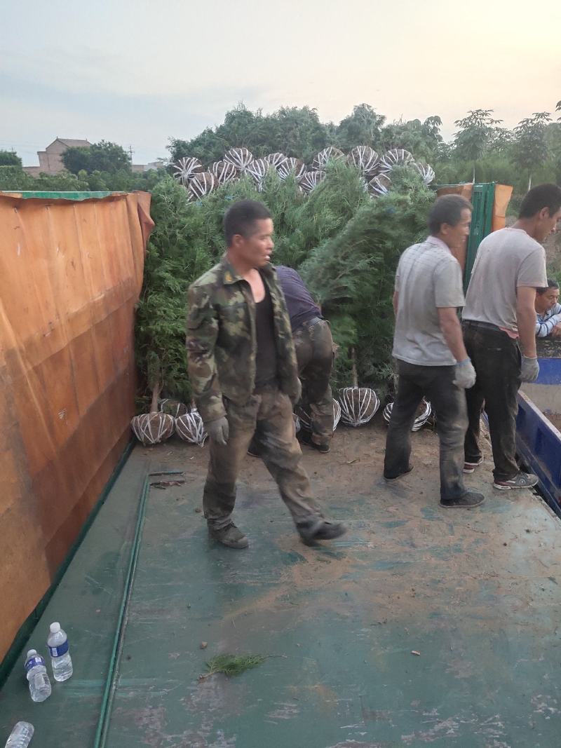 侧柏杯苗侧柏1到5米的量大各种占地侧柏