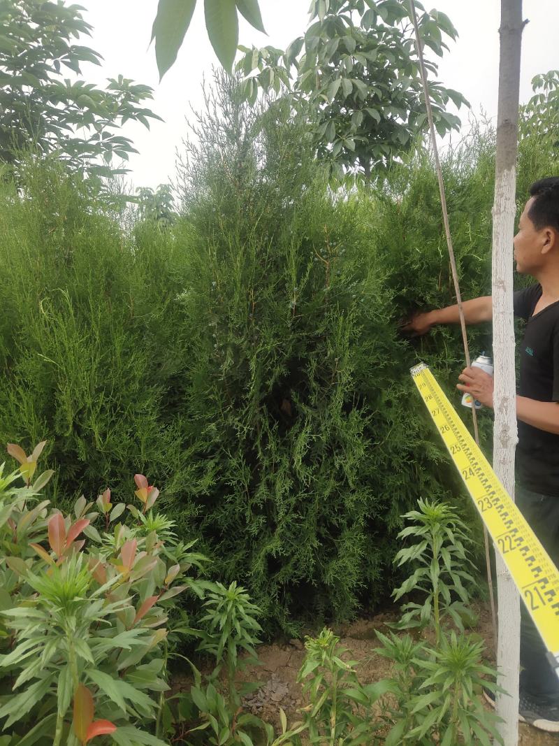 侧柏杯苗侧柏1到5米的量大各种占地侧柏
