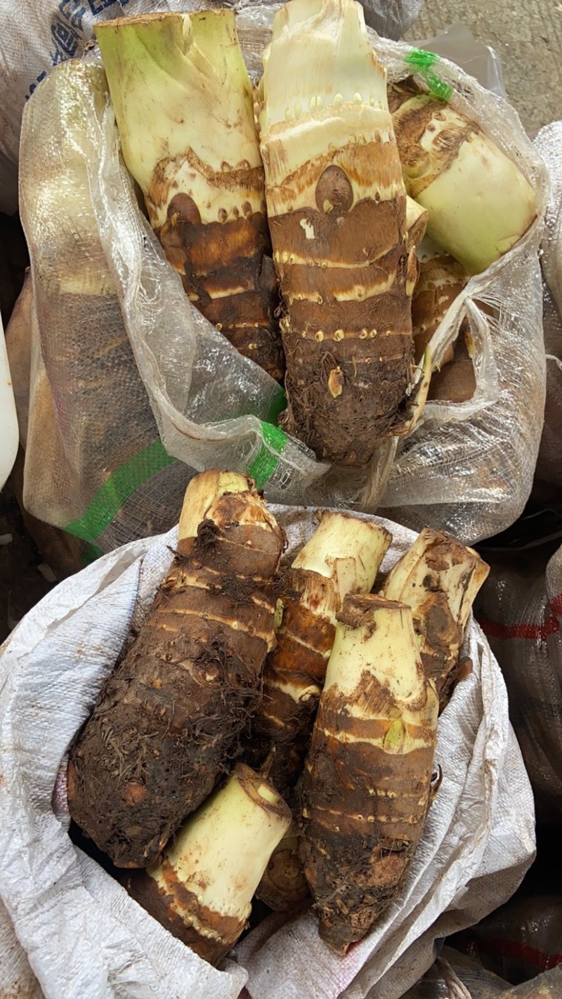 人头芋新鲜上市，质量好颜色正个头大，量大从优