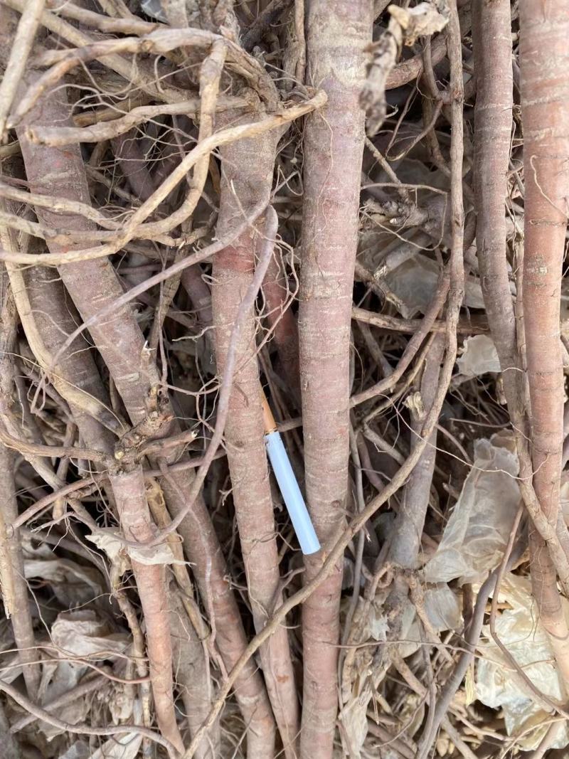 特此推荐甘肃瓜州精品甘草鲜货以及片等各种规格齐全欢迎咨询