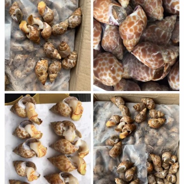 长尾花螺短尾花螺各种规格大量有货