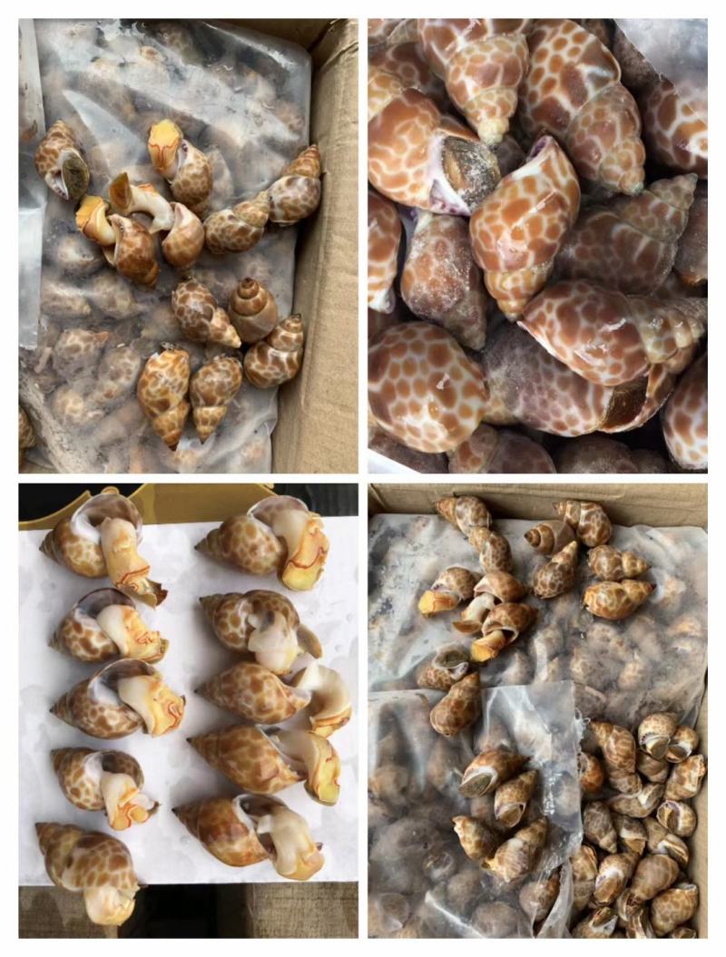 长尾花螺短尾花螺各种规格大量有货