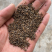茺蔚子茺蔚籽益母草籽好统货供应各种中药材正品