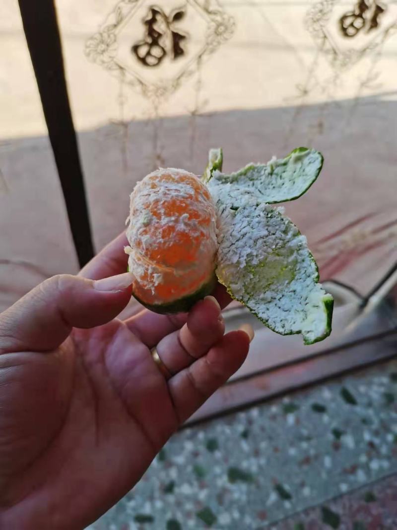 广西省全州县，特早蜜桔，口感微酸！果皮靓，个头均匀！