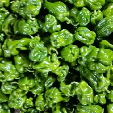 麻辣椒量大从优