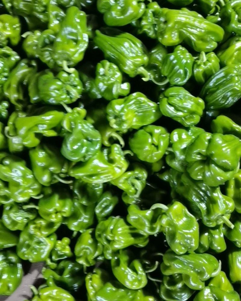 麻辣椒量大从优