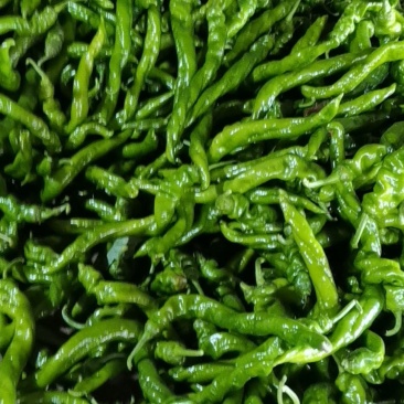 螺丝椒北镇蔬菜大量上市