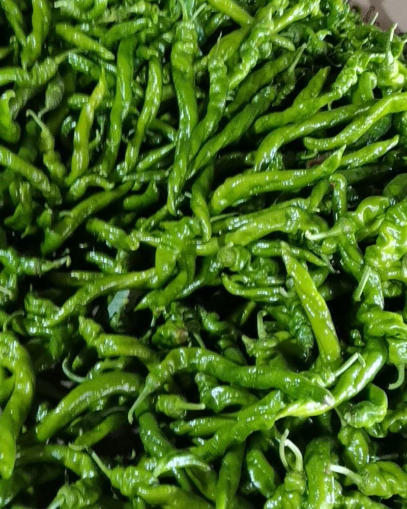 螺丝椒北镇蔬菜大量上市